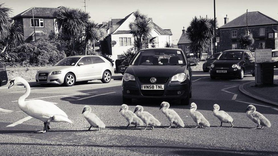 Swans crossing the road