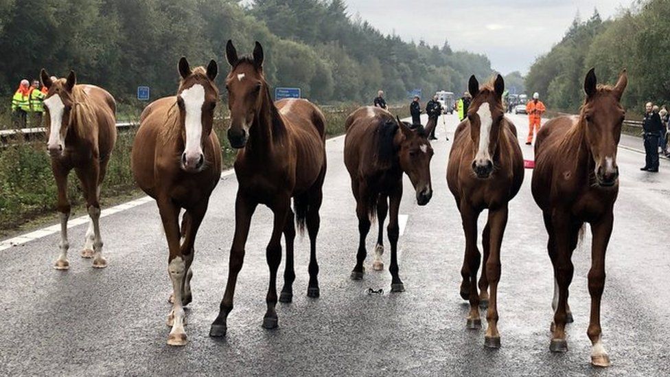 Crawley Six young horses running loose close M23 motorway BBC News