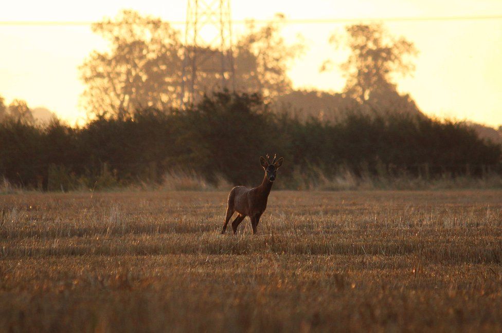 A deer in a field