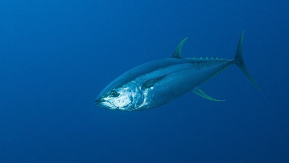 Yellowfin Tuna swimming