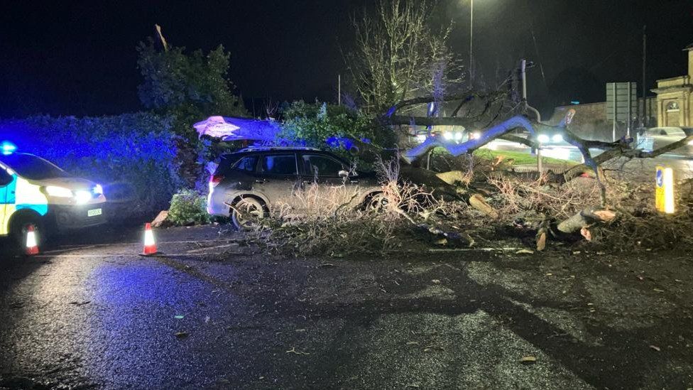 Fallen tree on a car