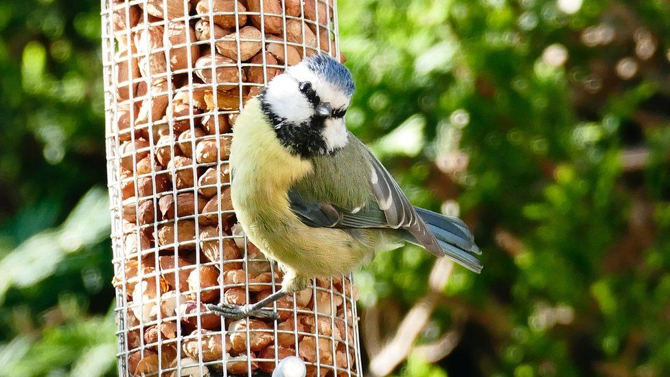 A Eurasian blue tit (Cyanistes caeruleus) feeds on peanuts on a sunny morning in the countryside