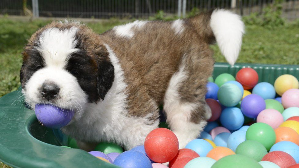 A St Bernard puppy in a ball pit