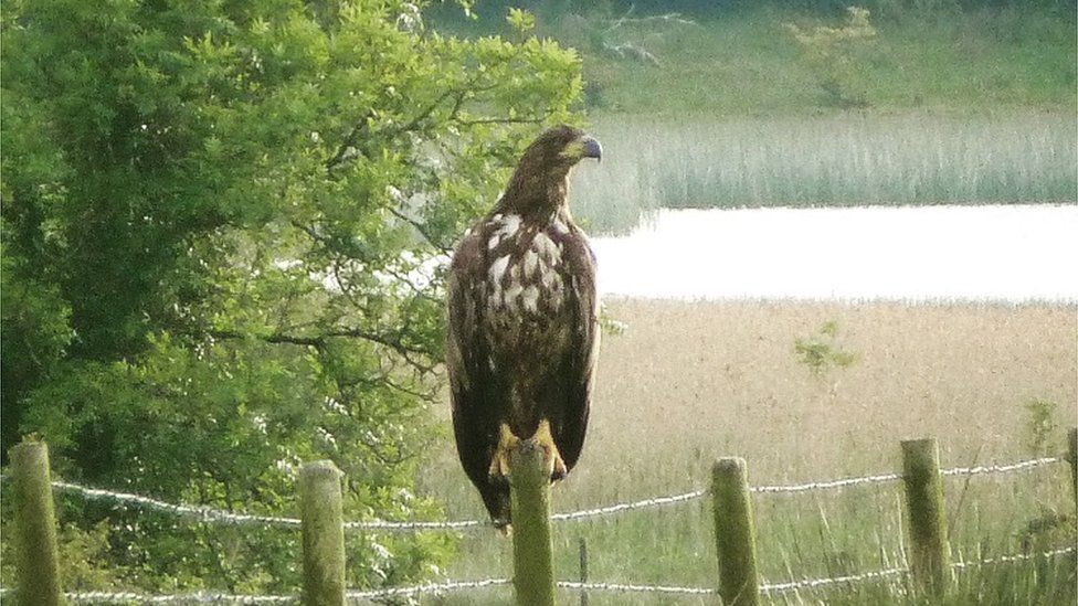 Sea eagle Sarah McCaffrey spotted during her breeding wader survey when it came to rest on a fence post on Upper Lough Erne