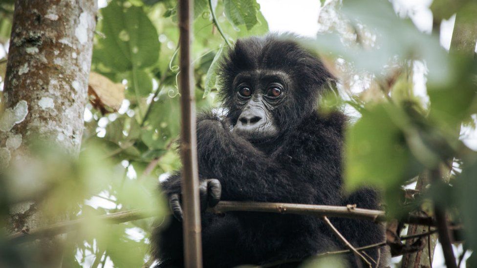 A gorilla in a national park in DR Congo