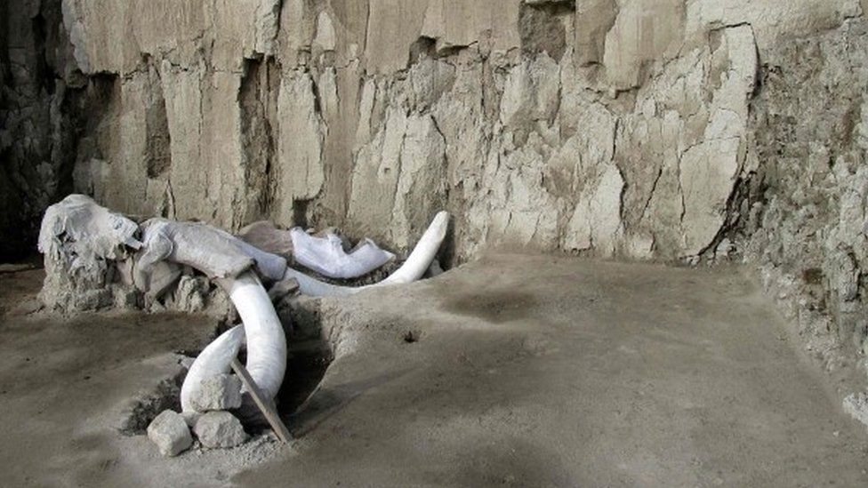 Mammoth bones protruding from the floor of the excavation site