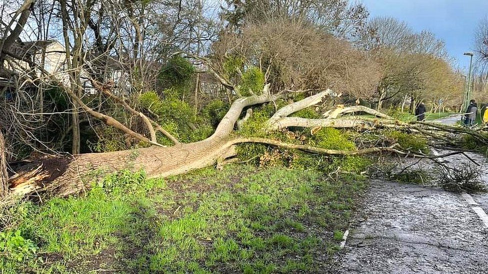 Fallen tree across a road