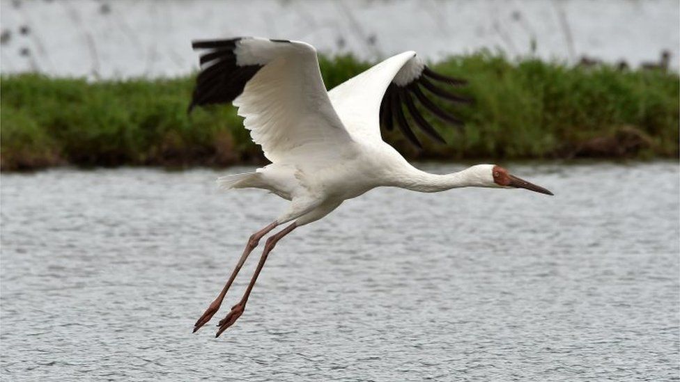 In this picture taken on December 5, 2015, a Siberian white crane flies above rice fields at the Jinshan wetland in New Taipei City.