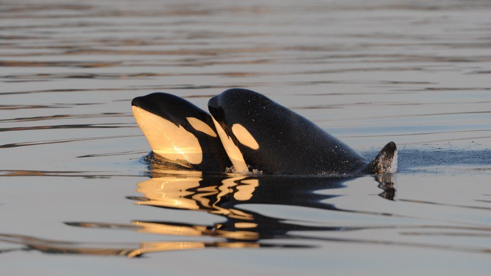 Two killer whales close together in the water