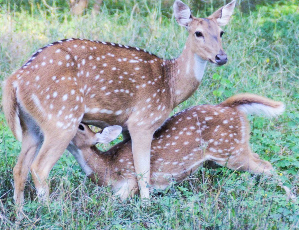 A smaller deer hides underneath a larger one