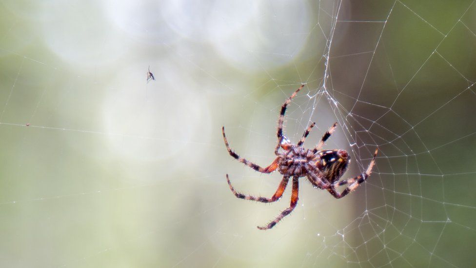 Spider has caught a mosquito in its web