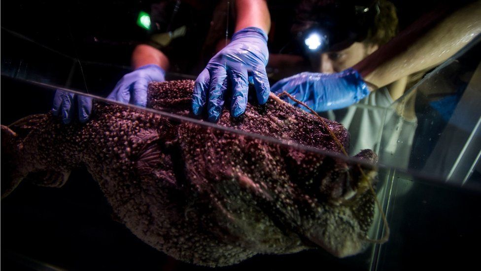 A taxidermist prepares a specimen of a deep-sea anglerfish for the exhibition