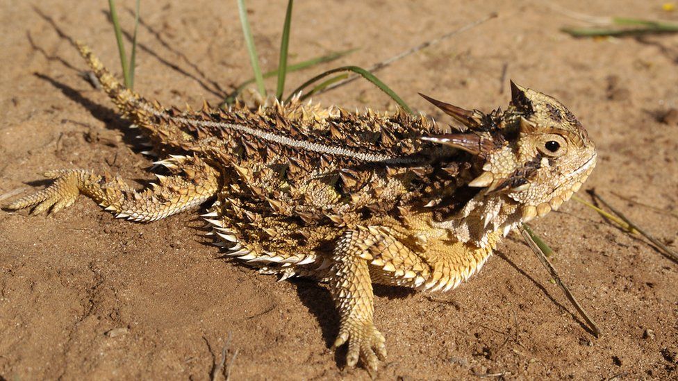 horned lizard on sand