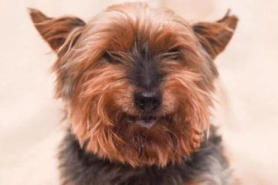 Oldest store yorkshire terrier