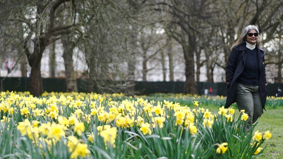 A woman walking past daffodils in St James's Park, London