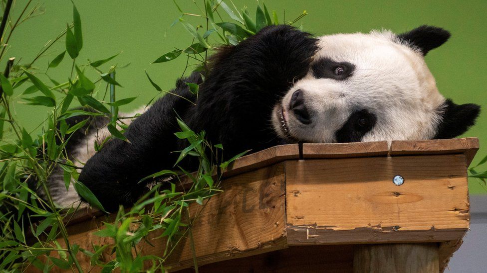 Tian Tian, one of the giant pandas at Edinburgh Zoo