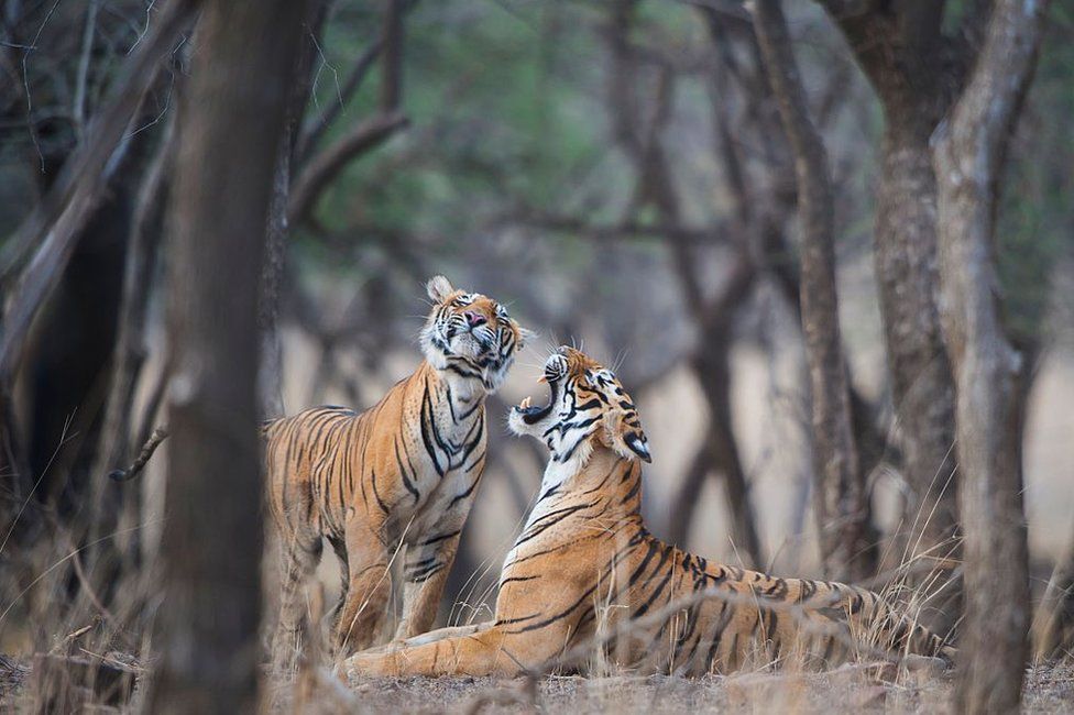 A sub-adult tiger cub gets an earful from his mother T-19, alias 'Krishna', in the Ranthambore National Park on June 03, 2015 in Sawai Madhopur, India.