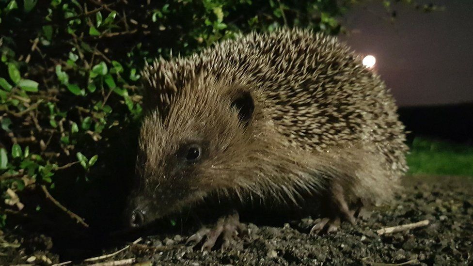 A hedgehog in a garden at night