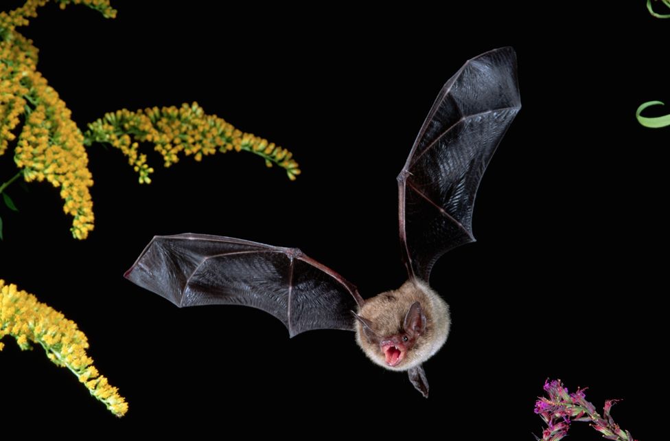 Little Brown Bat in Flight - stock photo