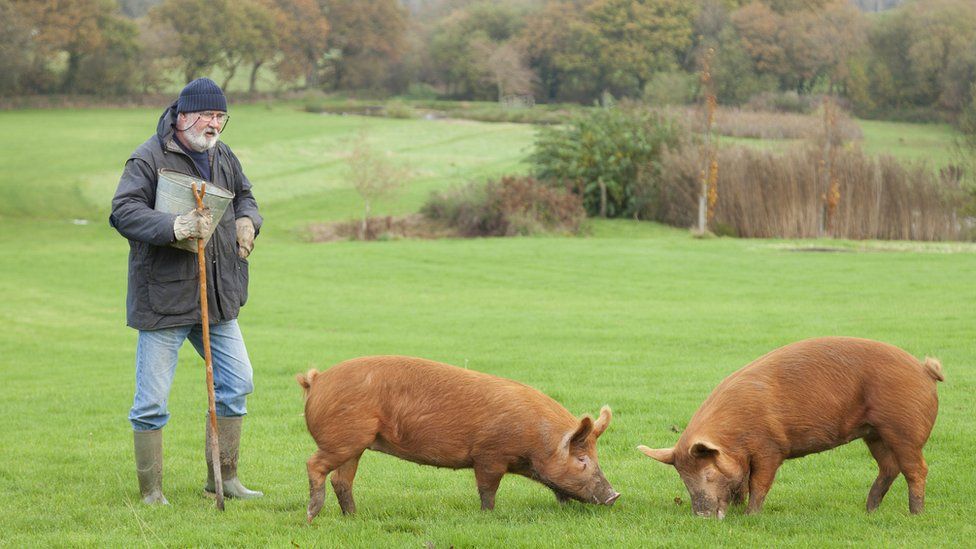 Farmer with two pigs