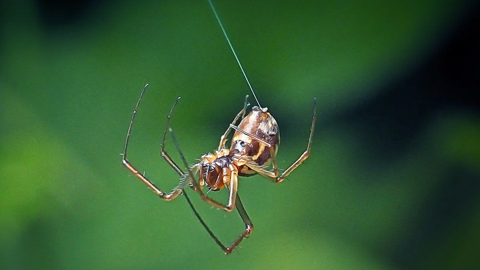 Spiders are 'falling out of the sky' in California - BBC Newsround