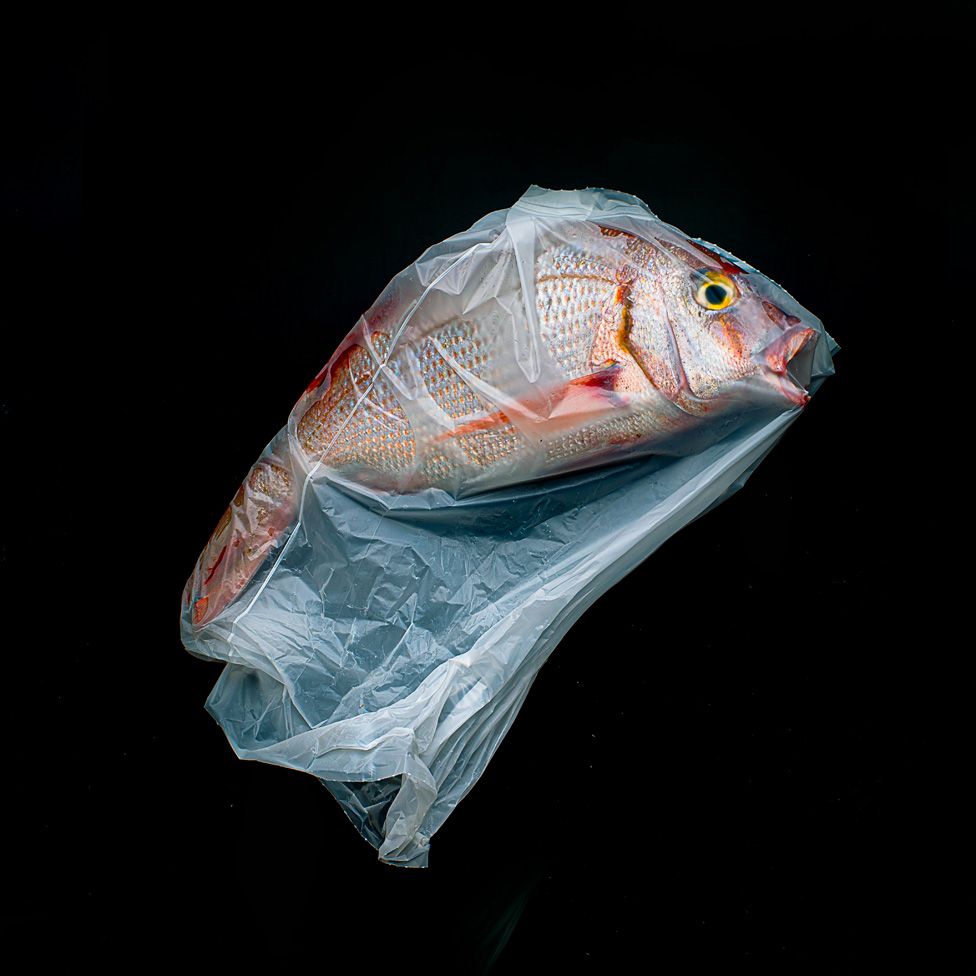 Fish in a plastic bag