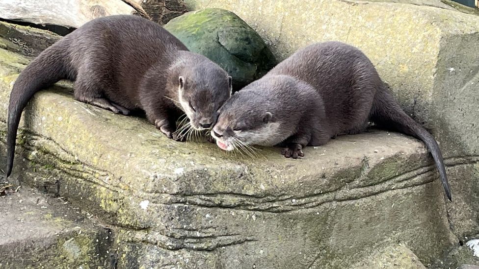 Otters Find Fairytale Love In Lockdown c News