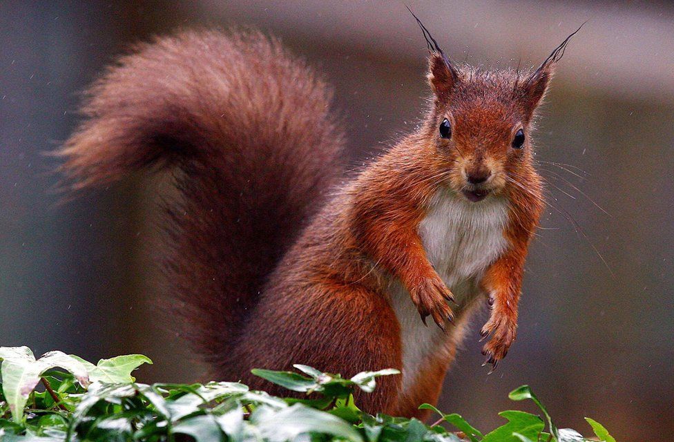 Red squirrel