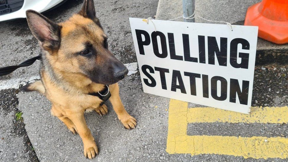 Harley the dog at a polling station