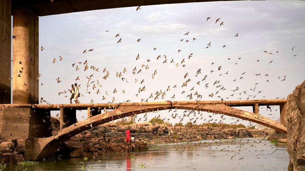Swallows flying by a bridge over the River Niger, Bamako, Mali - Friday 30 April 2021