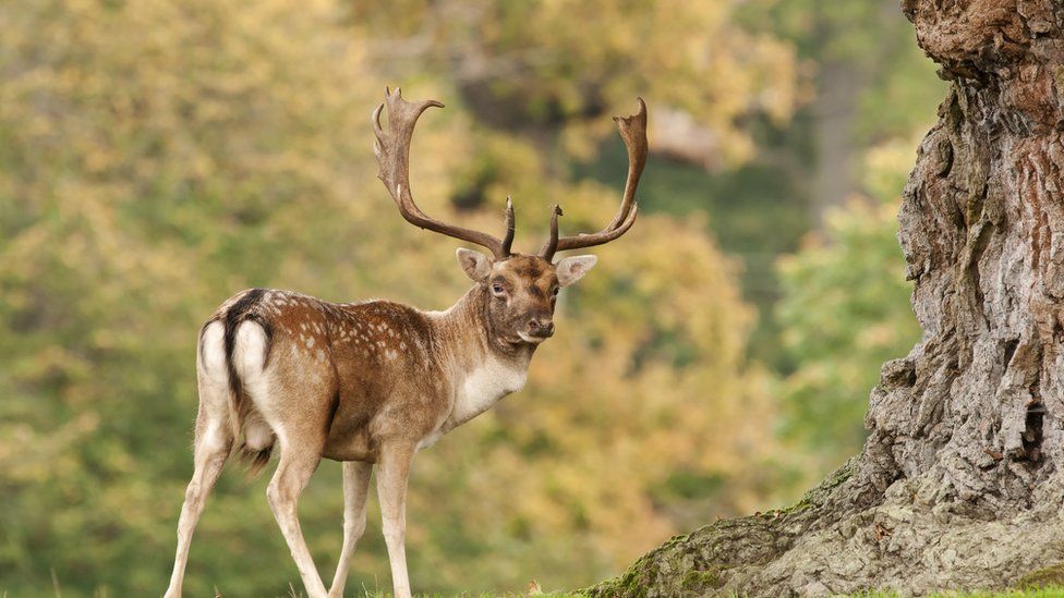 Fallow deer like this one are native to Europe and common in rural Northern Ireland