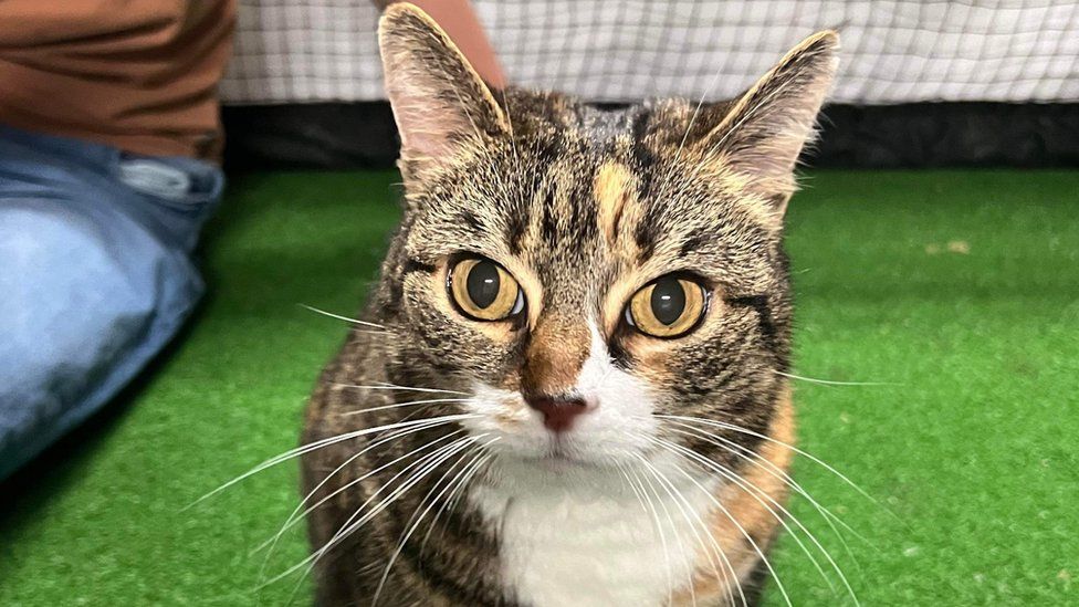 Lilu, an 11-year-old cat was given up by her owner in September.