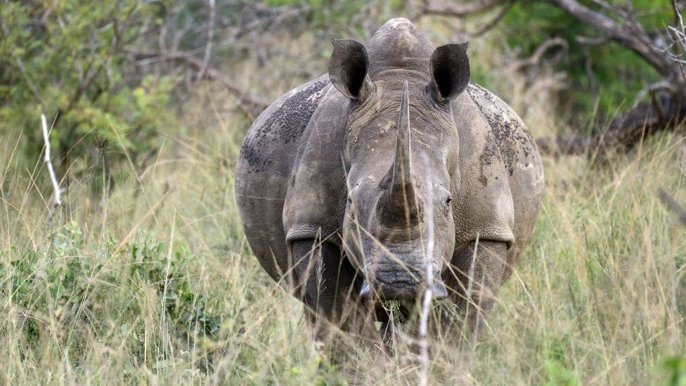 Rhino in Hluhluwe-Imfolozi National Park