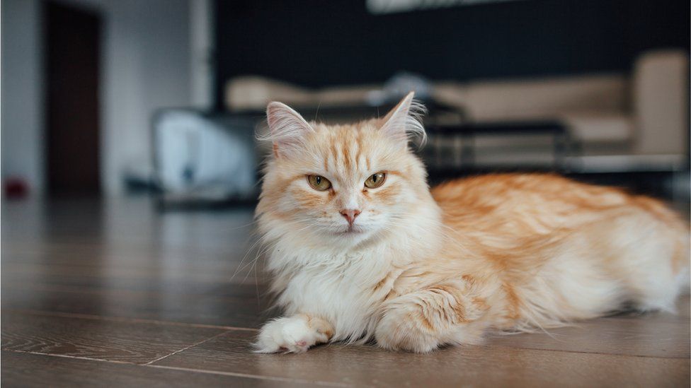 Cat on domestic floor