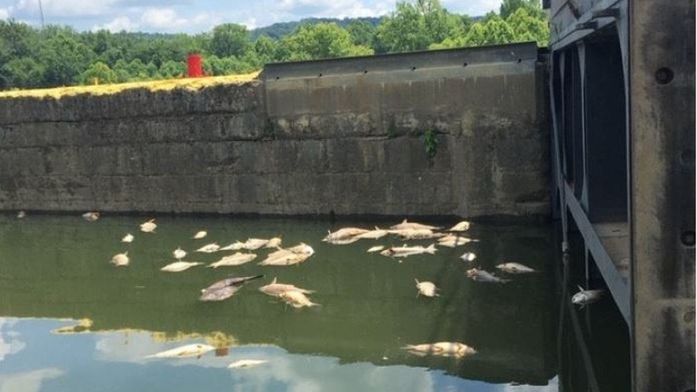 Dead fish in the Kentucky River