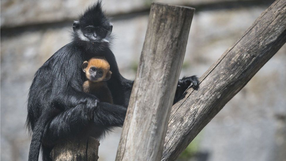 A newborn male Francois' langur and its mother