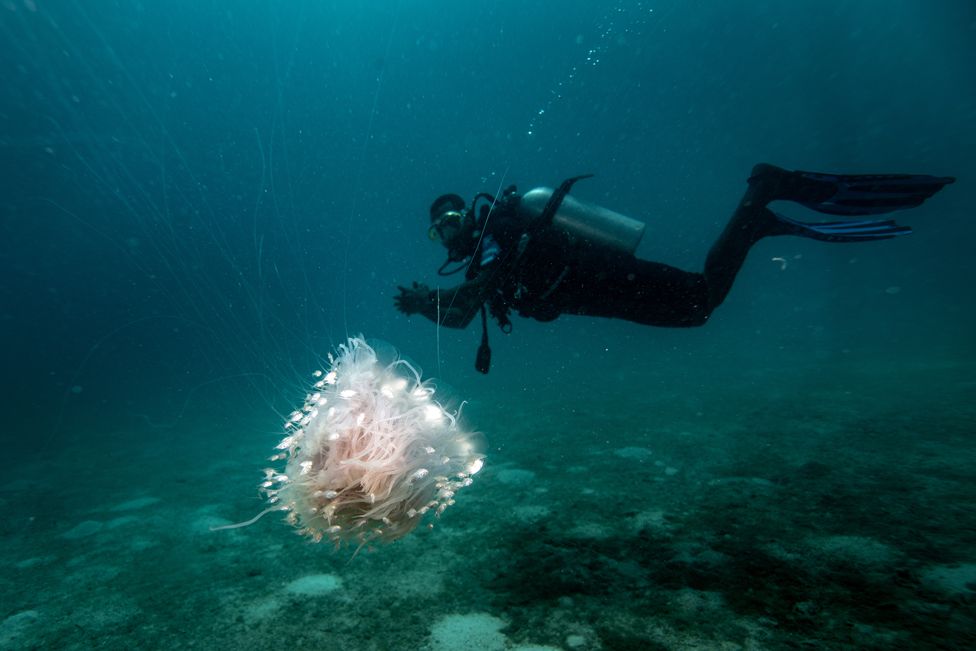 A diver swims around the underwater ecosystem of the Great Northern of Zanzibar, Tanzania - Friday 23 June 2023
