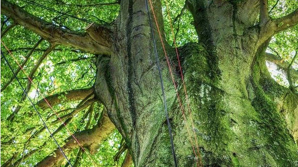 Bristol tree project Lack of falling nuts upsets musical plan BBC News