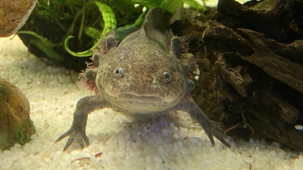 The Story Museum Oxford asks public to name its axolotl - BBC Newsround