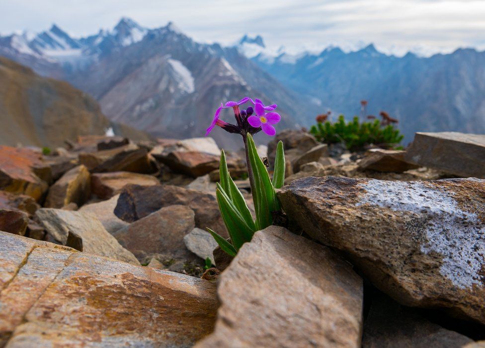 purple flower sprouting from between rocks with snow-capped mountains in the background