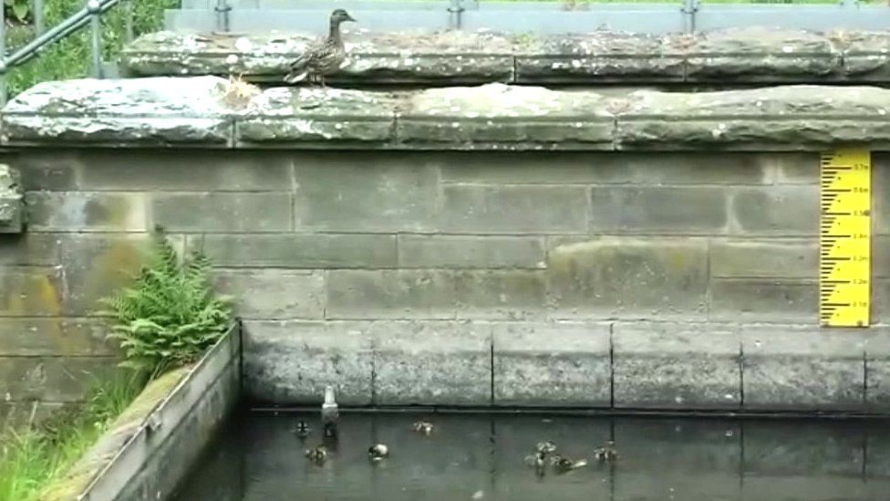 A mother duck on a bridge with ducks in the pool below
