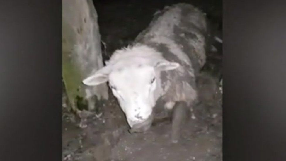 Kent Animal Defenders rescued this sheep, stuck in the muddy conditions, but it later died