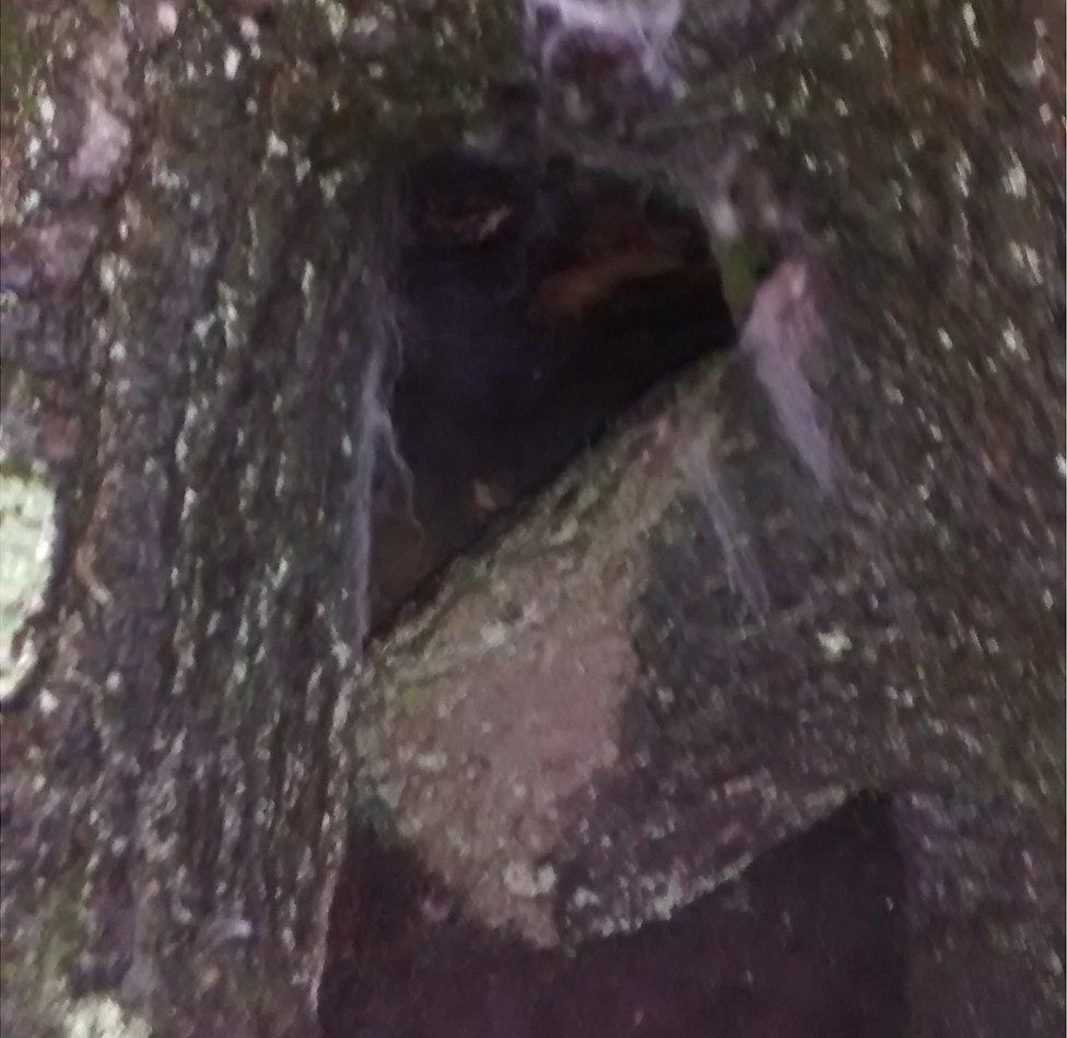 Hole in tree