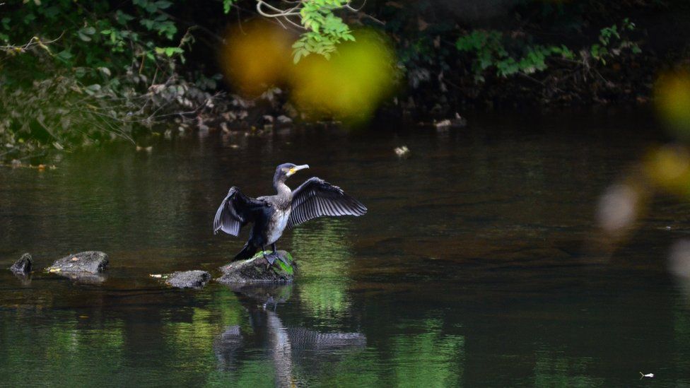 This cormorant was spotted on the River Clyde near New Lanark by Jack Alston.
