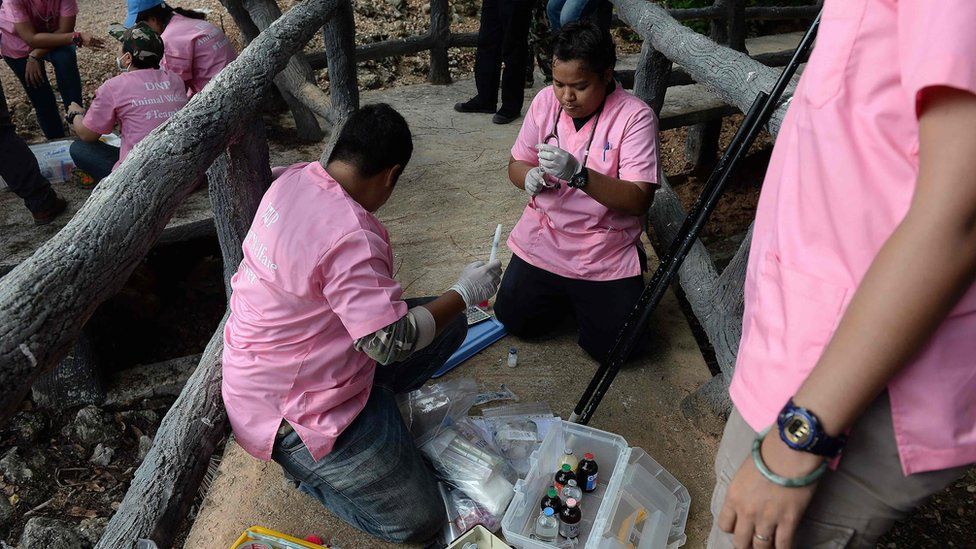 Veterinarians prepare anaesthetic syringes as they prepare to remove tigers from an enclosure at the Wat Pha Luang Ta Bua Tiger Temple