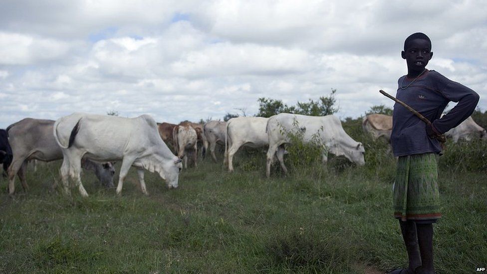 Samburu boy tends his family's cattle