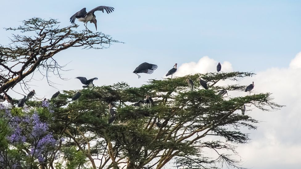 Marabou storks on trees in Nairobi, Kenya