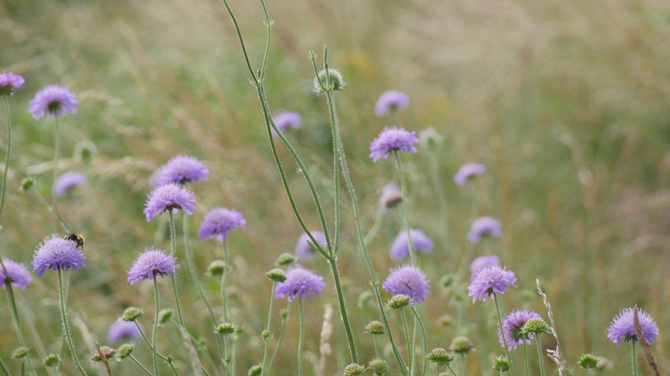 Purple flowers on Fleam Dyke
