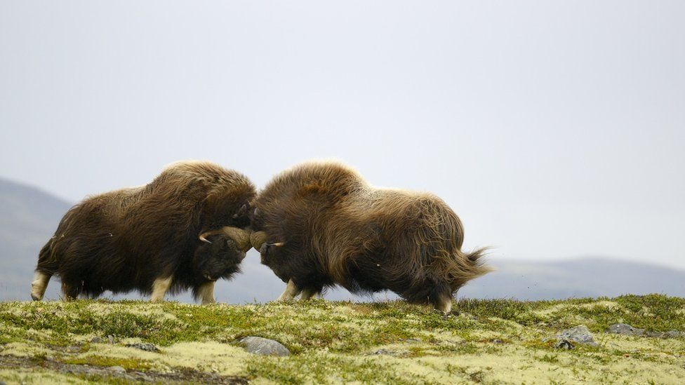 two muskox headbutting each other on the crest of a hill