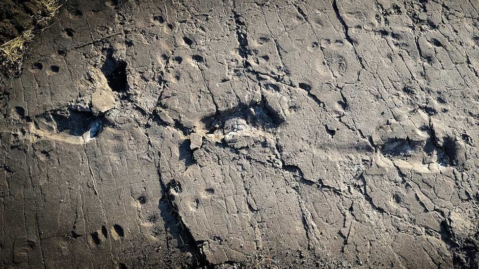 The footprints were made in volcanic ash